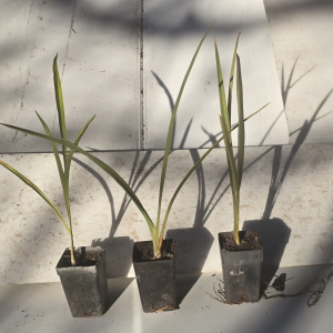 Phormium tenex harakeke