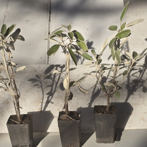 Brachyglottis greyii