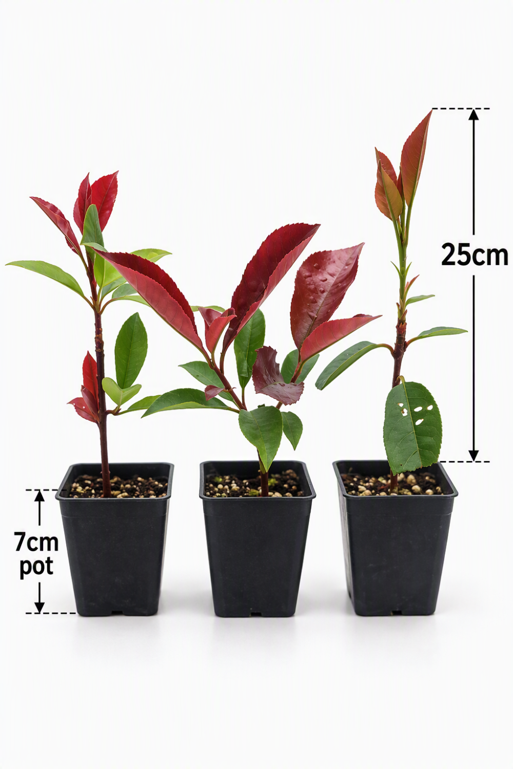 Photinia Red Robin