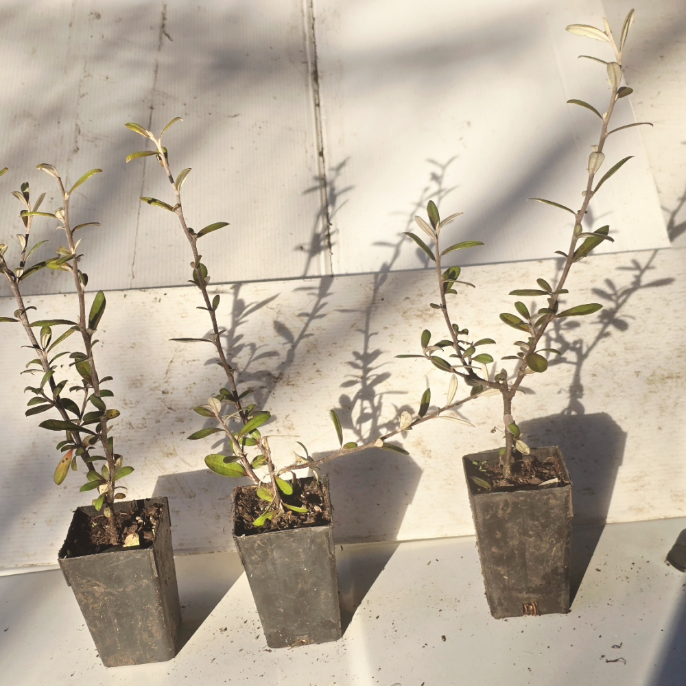 Corokia Frosted Chocolate