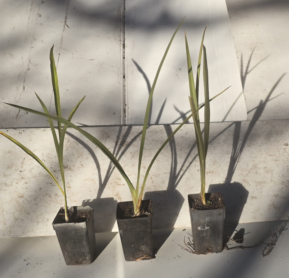 Phormium tenex harakeke