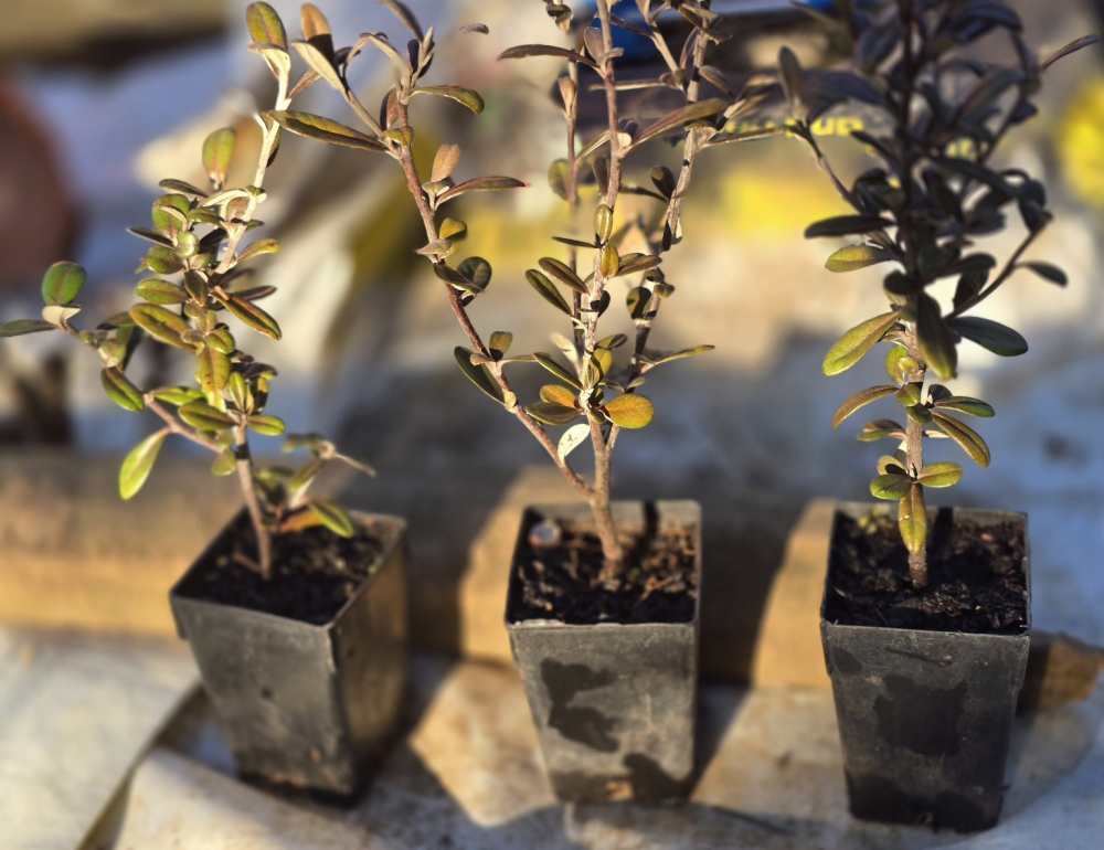 Corokia Frosted Chocolate