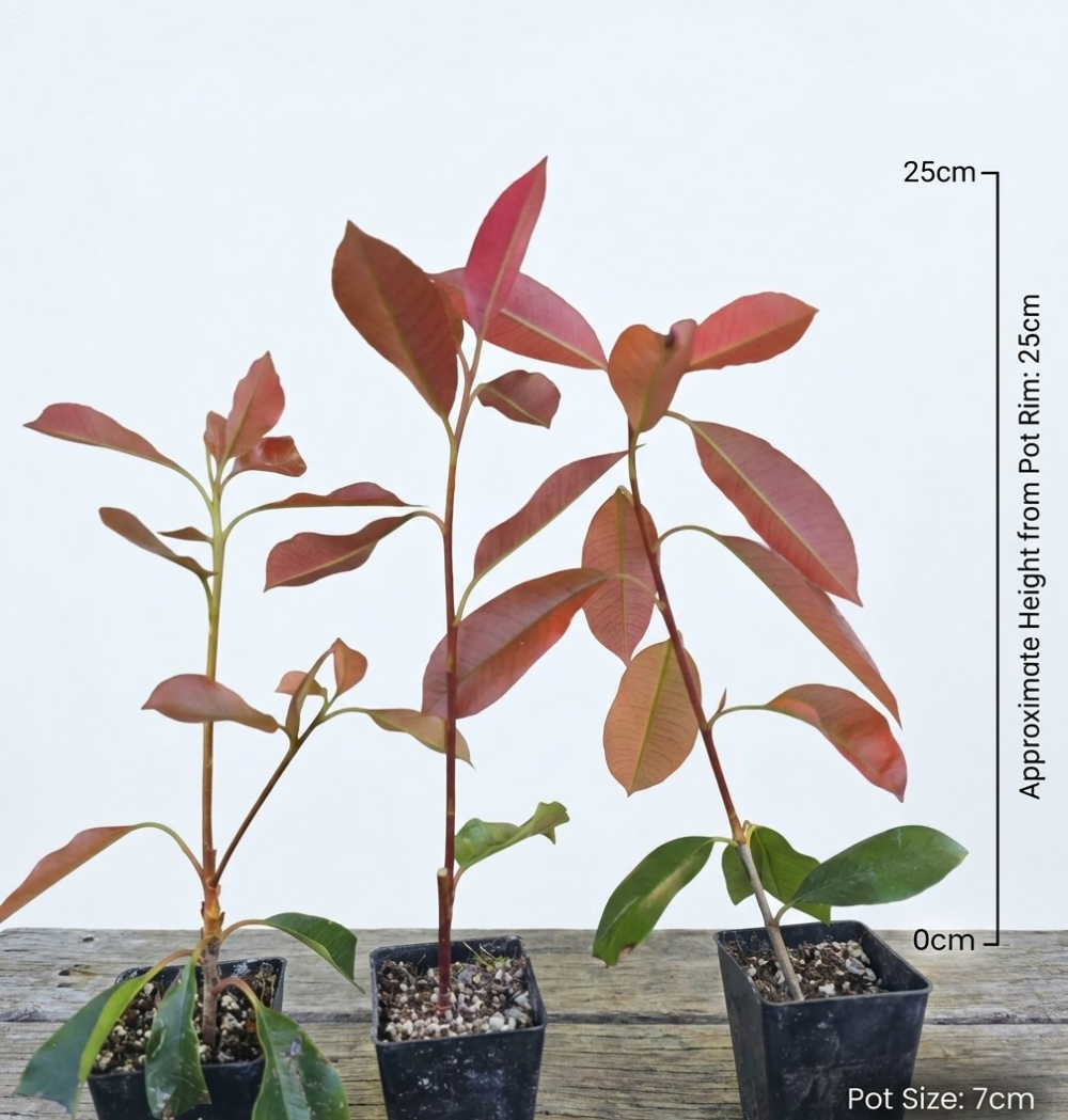 Photinia Red Robin