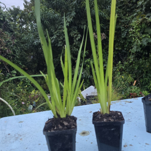 Dietes bicolor