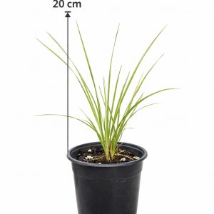 Lomandra Artic Frost (PVR)
