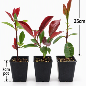 Photinia Red Robin