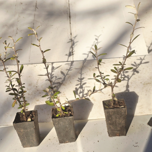 Corokia Frosted Chocolate 5 cm pot