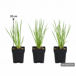 Lomandra Artic Frost (PVR)