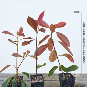 Photinia Red Robin